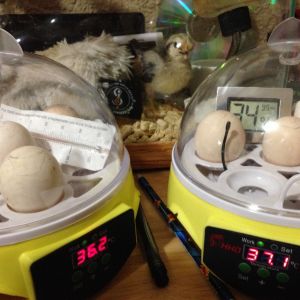 Third attempt with a new incubator.
Set for the Halloween Hatch-a-long on Oct 11, 2015