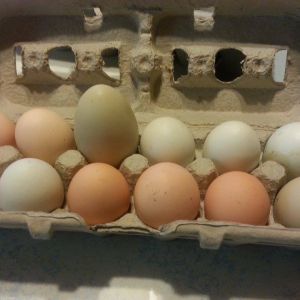 I have one all black hen that once in a while lays double yoke eggs . they are big