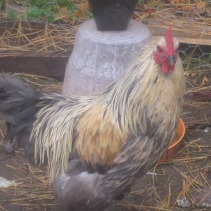 Jacob our banty rooster