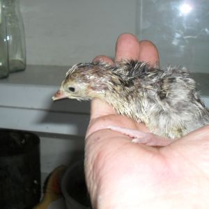 1 hour old turkey chick.