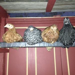 Four new pullets, all of different breeds I didn't have yet! One New Hampshire Red, one Barred Rock, one golden sexlink, and one Australorp. Here they are in their new 2x4 coop. Their roost has inner tube wrapped around it too.