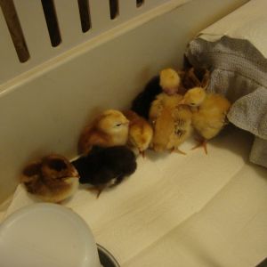 8 new chicks; born Oct 21 and purchased Oct 24 at a local feed store.
 2 each: Buckeye, Speckled Sussex, Barred Rock, Naked Neck Turken