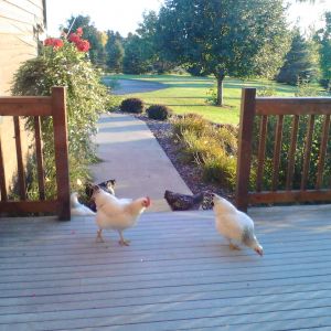 The day I heard a "knock" at my front door.  Well, maybe more like a pecking.  I answered the door and found two Delaware Whites looking up at me.  I ran and got my tablet to take a picture.