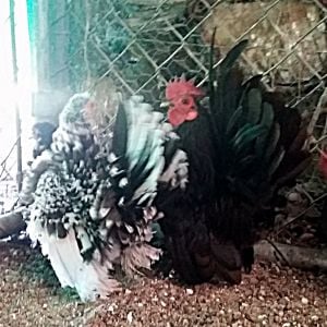This roo is called "Chip" very small and has some nice hens and pullets to start 2016 with...