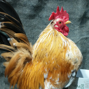 Wanderer, the Rooster and a coffee cup in the background.