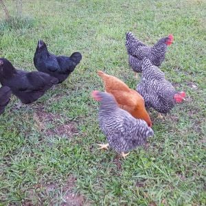 2015 Chickens:  3 Black Astralorp, 3 Barred Rock, and 1 New Hampshire.  1 RIR Rooster.