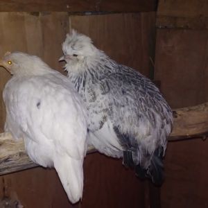 "Dolly" my leghorn/Delaware pullet on the left, and "Bonnie", my silkie/Dorking pullet, on the right
