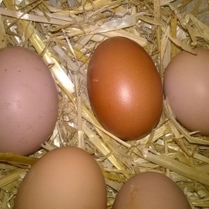 hi everyone
                     this dark egg is the first from gertrude my copper
black maran  the round one is lulus my rhode island red
the others are from meg my light sussex and hattie my silver
sussex made up 
                                        good luck