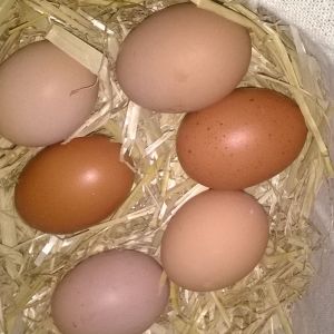 hi everyone
                      this photo is the 2nd and 3rd eggs from my copper
       black maran and rhode island red and sussex layed the rest
  i am really made up i got them at 16 weeks and 4 out of 7 have
now started laying
                                        good luck