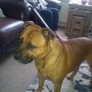 hi all
          this is my best mate george my staffy he always looks sad
    he is 5 stone and as you can see none of it is fat he loves 
every one he plays for hours with the kids in our street but i am
afraid one day he will lick some one to death
                                                                                    good luck
