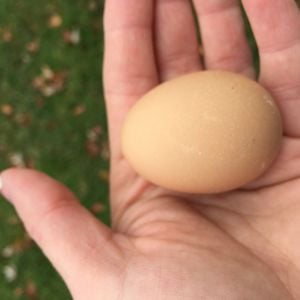 First egg!! Courtesy of Bling- our Golden Lace Wyandotte- age 23 weeks
