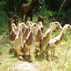 My herd of ducks.