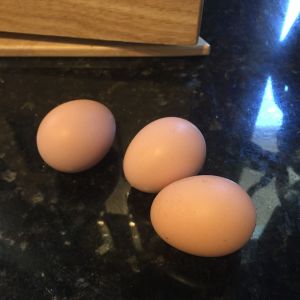 Our first 3 eggs!  We didn't realize that our RIR was laying yet, we checked after I noticed that she jumper out of the nesting box and low and behold... 3 weeks later our Barred Rock started and another 2 weeks after that, one of our buffs... now waiting of the rest of the freeloaders
