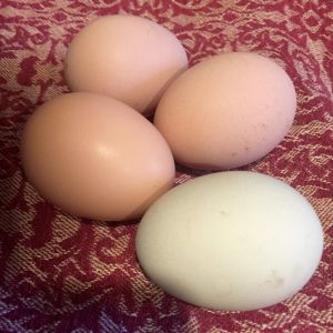 Four eggs today! Got our first green egg from the Easter Egger!