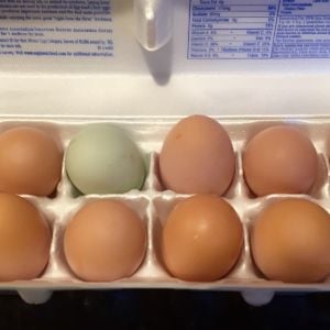 Finally have a dozen!  We have had to buy eggs for awhile now, but finally the hens are "paying their rent"