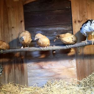 I had to place the chickens on their roost... after the photo, they all slept under the water bucket until they were older.