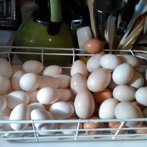 One big pile of (cleaned) eggs. This was before I understood about the "Bloom". Now we only wash with a little warm water if they're particularly dirty.