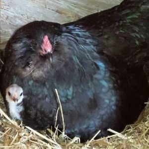 Black ameraucana hen and blue chick