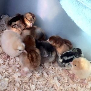 The first day. Racer, Sushi, Chica, Dash, Smudge, Esther, Tiki, Marigold