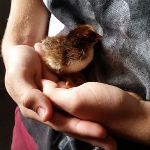 My son snuggling one of my barnvelder chicks :)