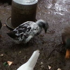 Speckles- anyone know what she is? (the black and white duck)