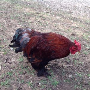 George, my first Cochin rooster.