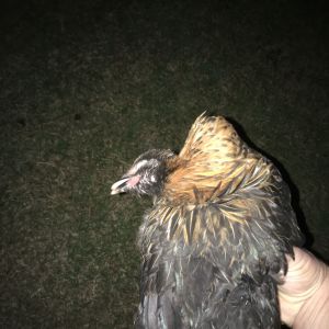 This chicken died several weeks ago. Different chicken that the others in this gallery. This is how this chicken would rest her head when she was 'dizzy'. And she couldn't sit up during this.