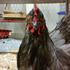 Blue Cochin Rooster 
In the wood shop so I can doctor his eyes. Fowl pox sure gets ugly when it affects their eyes.
