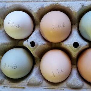 EE, Polish, Sussex, Orpington, and Australorp eggs
