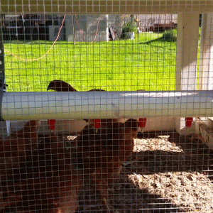 Chicken watering system with 25 watt heater and a 5 watt fish pump in the bottom
2" pvc pipe with nipples the girls love it