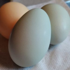 Easter Egger "Joan's" First Egg 02/03/2016