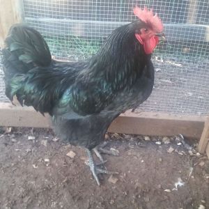 Loki my BJG (Black Jersey Giant) Rooster