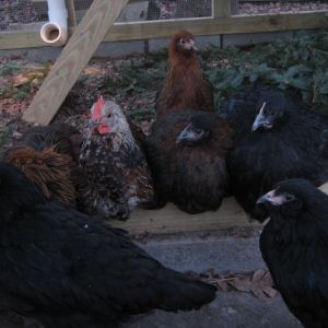 Our chicken crew all fluffed up for the winter