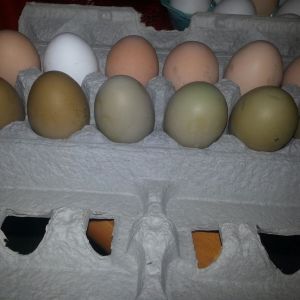 I have an olive egger which I am trying to get a few as soon as mu  cream bars are old enough..2
row 1 1st 2 eggs from left are from my Blue Marran  next 4 are from my EE/BR Penny. She is the olive egger.. I'll eventually have many hens that lay the Military Olive Drab Green eggs.. :D