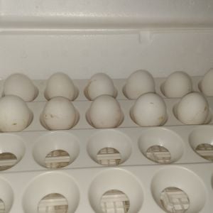 Set 12 eggs February 2nd in new Little Giant Deluxe model incubator.  None of 42 set in new incubator hatched.  Trying to keep humidity down on this batch below 40.  Has not been easy.  Trying rice in sandwich bag today.  Candled last night.  Does not look good.  Must have had beginners luck with old borrowed incubator I used from October 2015 until January 2016.  Candle pics up next.