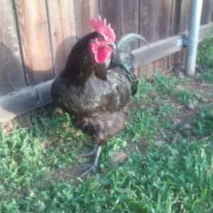 My Jersey Giant Rooster Loki
