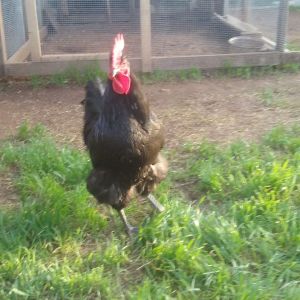 Loki My Black Jersey Giant Rooster  with his striking pose and waddles blowing in the wind.