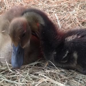 Maple + baby 2. Still deciding on a name for the little Mallard.