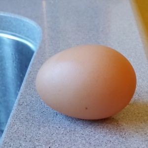 Light Brahma First Egg - 02/13/16