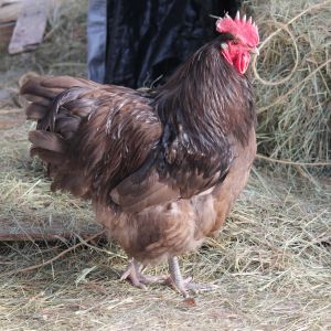 LF chocolate rooster