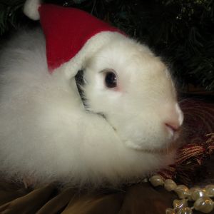 This is my angora satin doe Miss Prissy, just one of Santa's helpers!