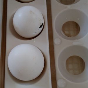 One chick has pipped and started zipping today.  It's day 20 of incubation.  Have not candled or checked bator in over a week.  Was not expecting anything to hatch.