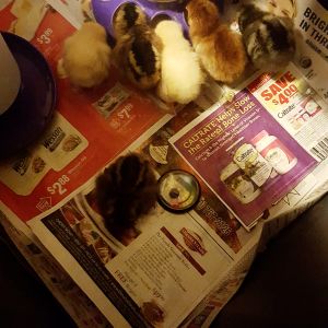 My Chicky babies :)