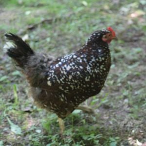 Forrest, my Speckled Sussex hen.
