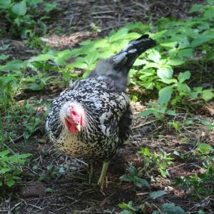 Syra, my silver-laced Wyandotte hen, having fun in the woods.