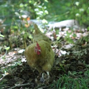 Tammy, my Buff Orpington hen, rooting around in the woods.