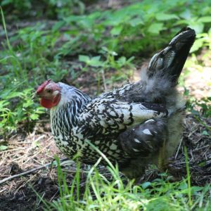 Syra the silver-laced Wyandotte trying to dig up some tasty bugs.