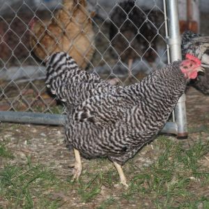 Penny the Barred Rock going back inside before dark.