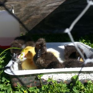 First day in the sun with their baby pool!