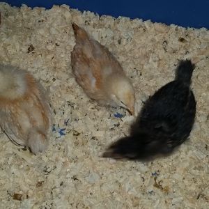 My new editions. 2 buff orpingtons and a golden laced wyandotte